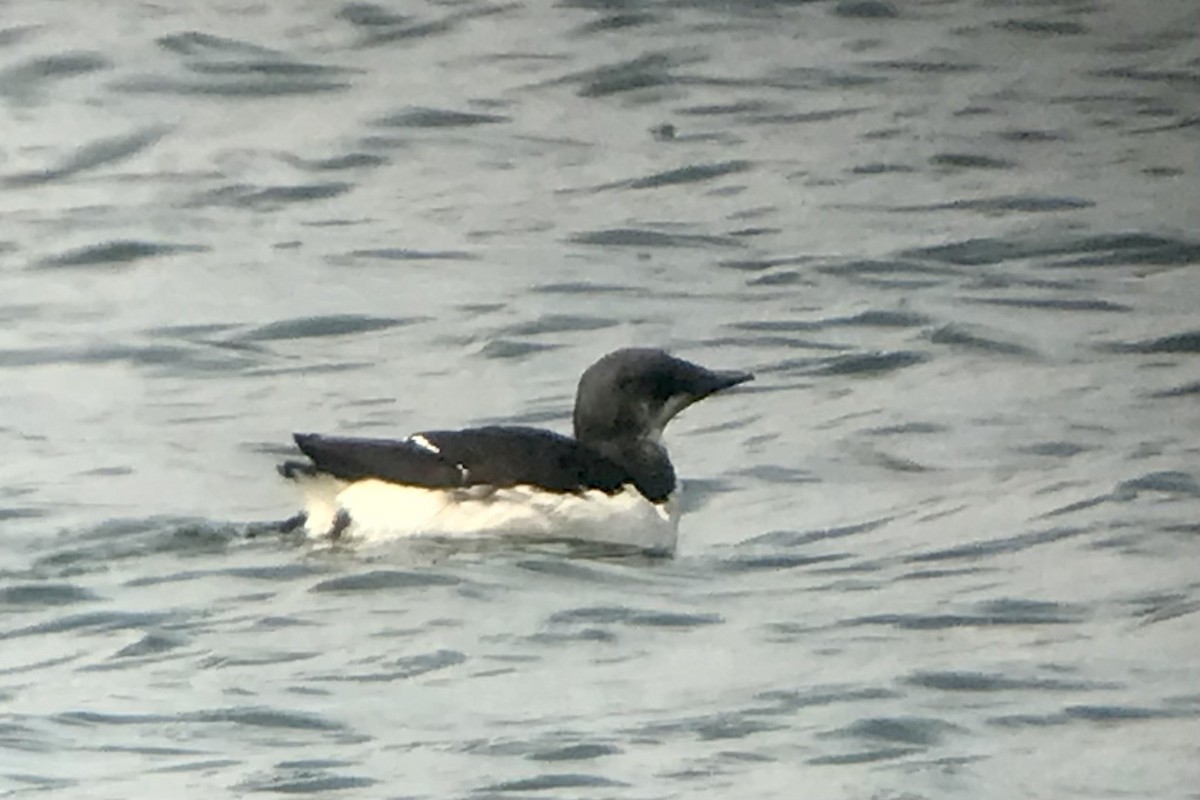 Thick-billed Murre - Shai Mitra