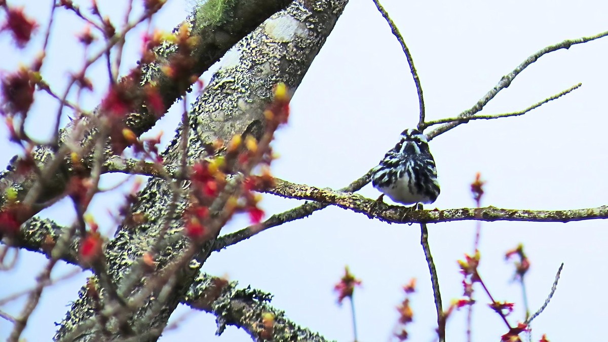 Black-and-white Warbler - Ian Lynch