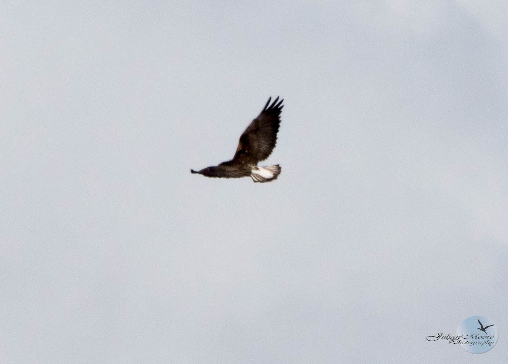 White-tailed Hawk - Julian E. Moore