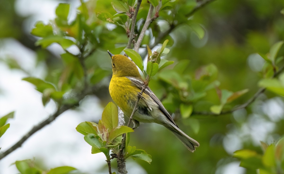 Pine Warbler - P Carl