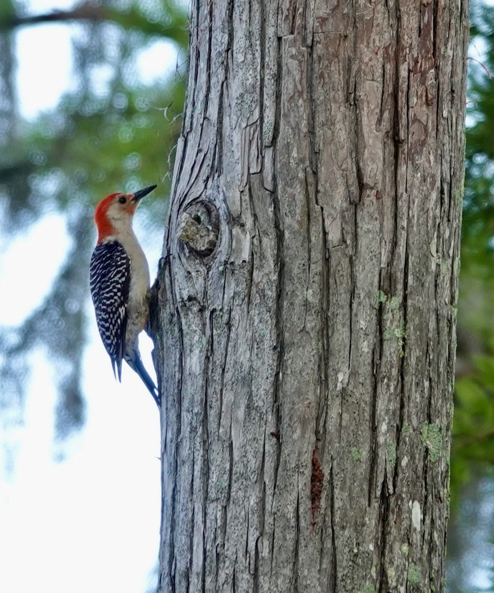 Red-bellied Woodpecker - Michael Calamari