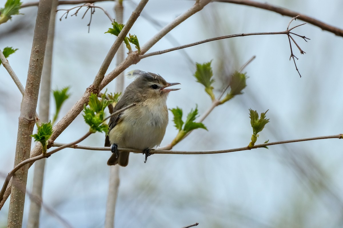 Warbling Vireo (Eastern) - Sandy Vandervalk