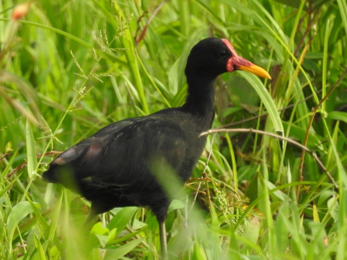 Wattled Jacana - Daniel Garrigues