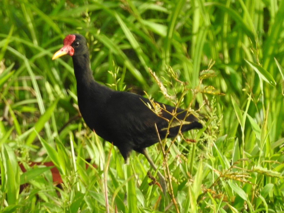 Wattled Jacana - Daniel Garrigues