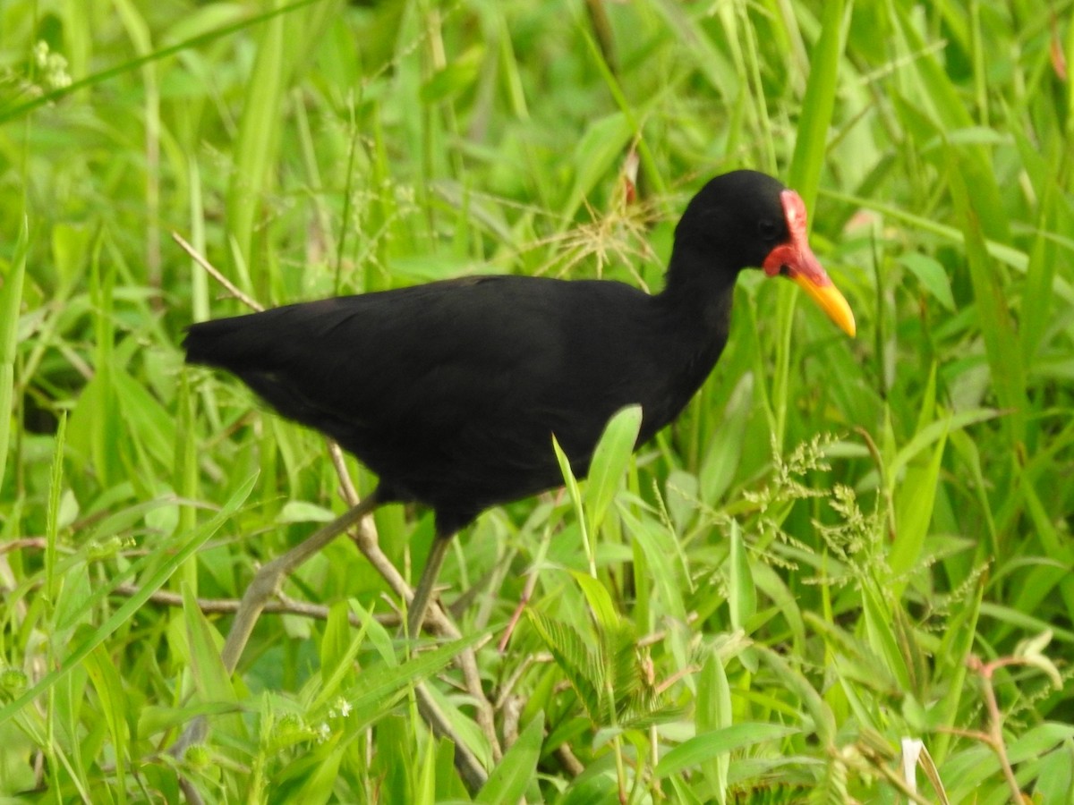 Wattled Jacana - Daniel Garrigues