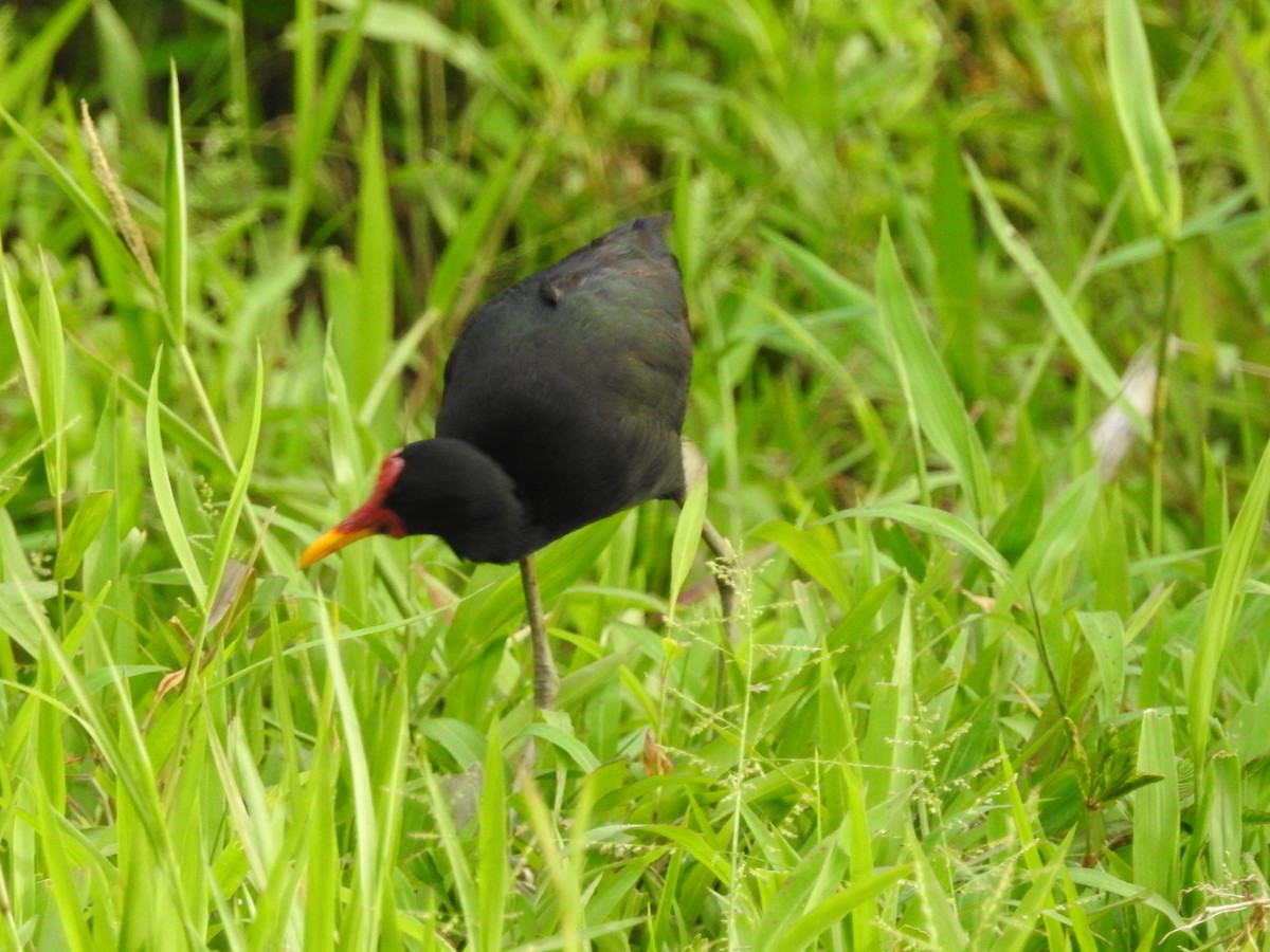 Wattled Jacana - Daniel Garrigues