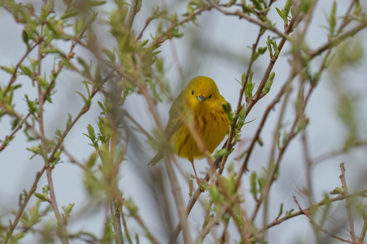 Yellow Warbler - Sandy Vandervalk