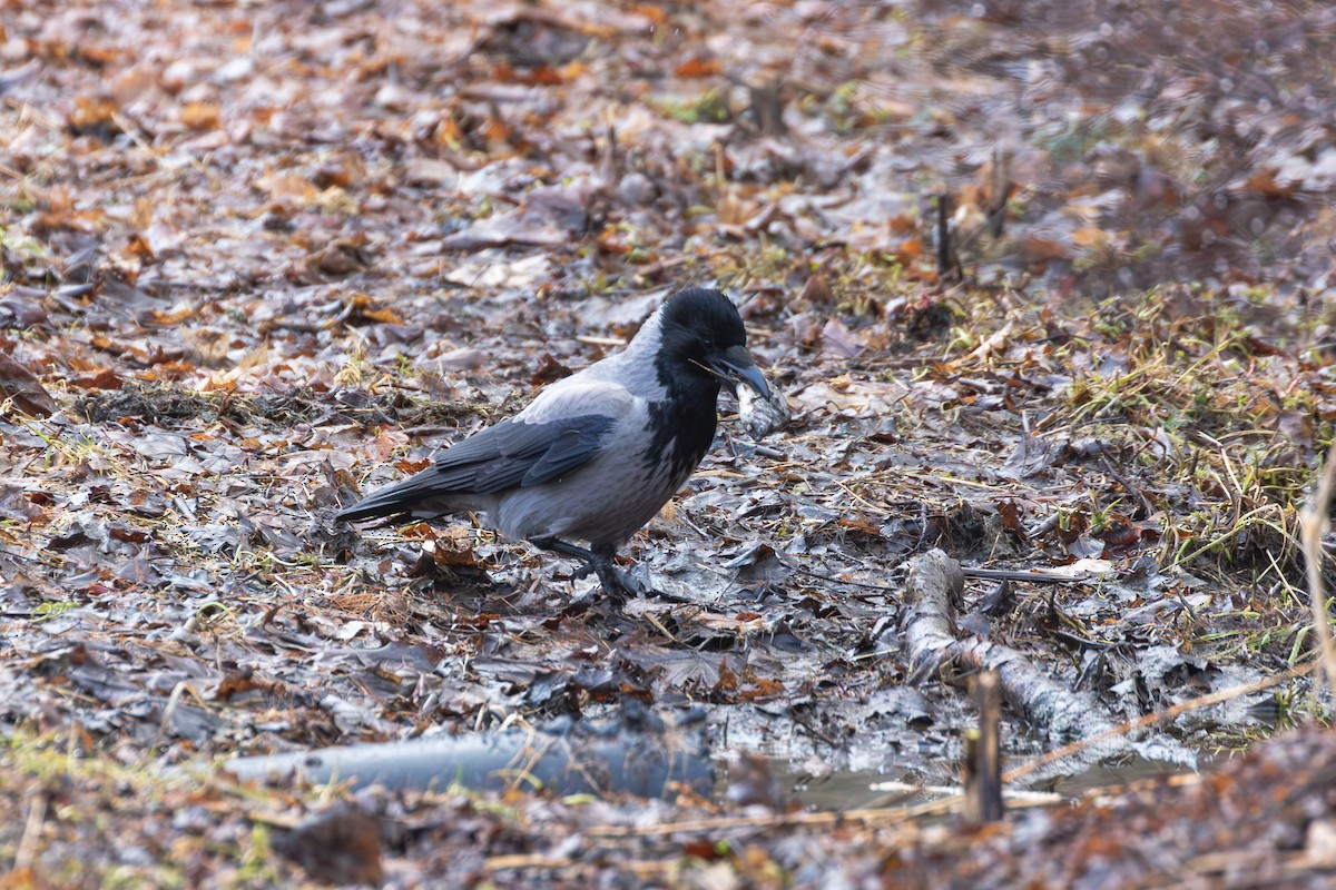 Hooded Crow (Hooded) - ML618218025