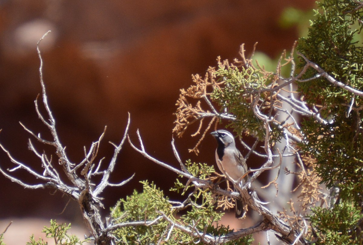 Black-throated Sparrow - ML618218031