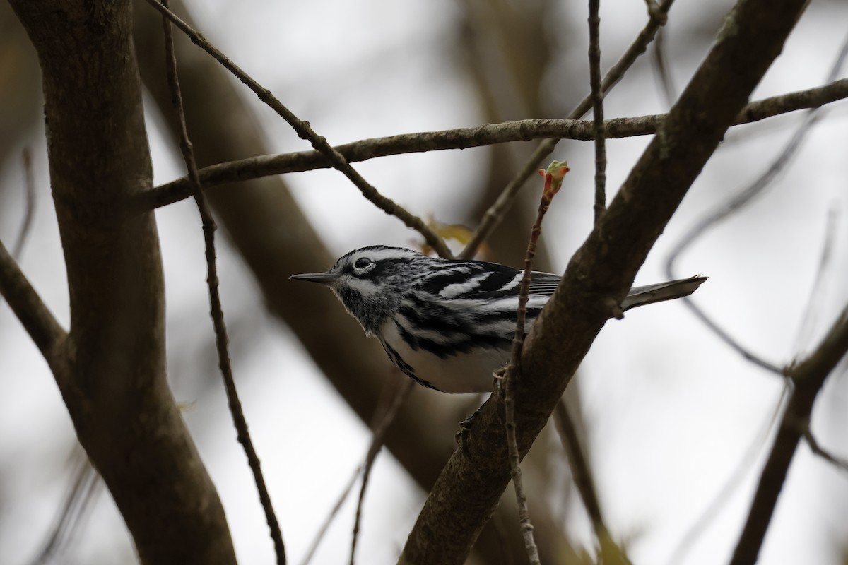 Black-and-white Warbler - Larry Therrien