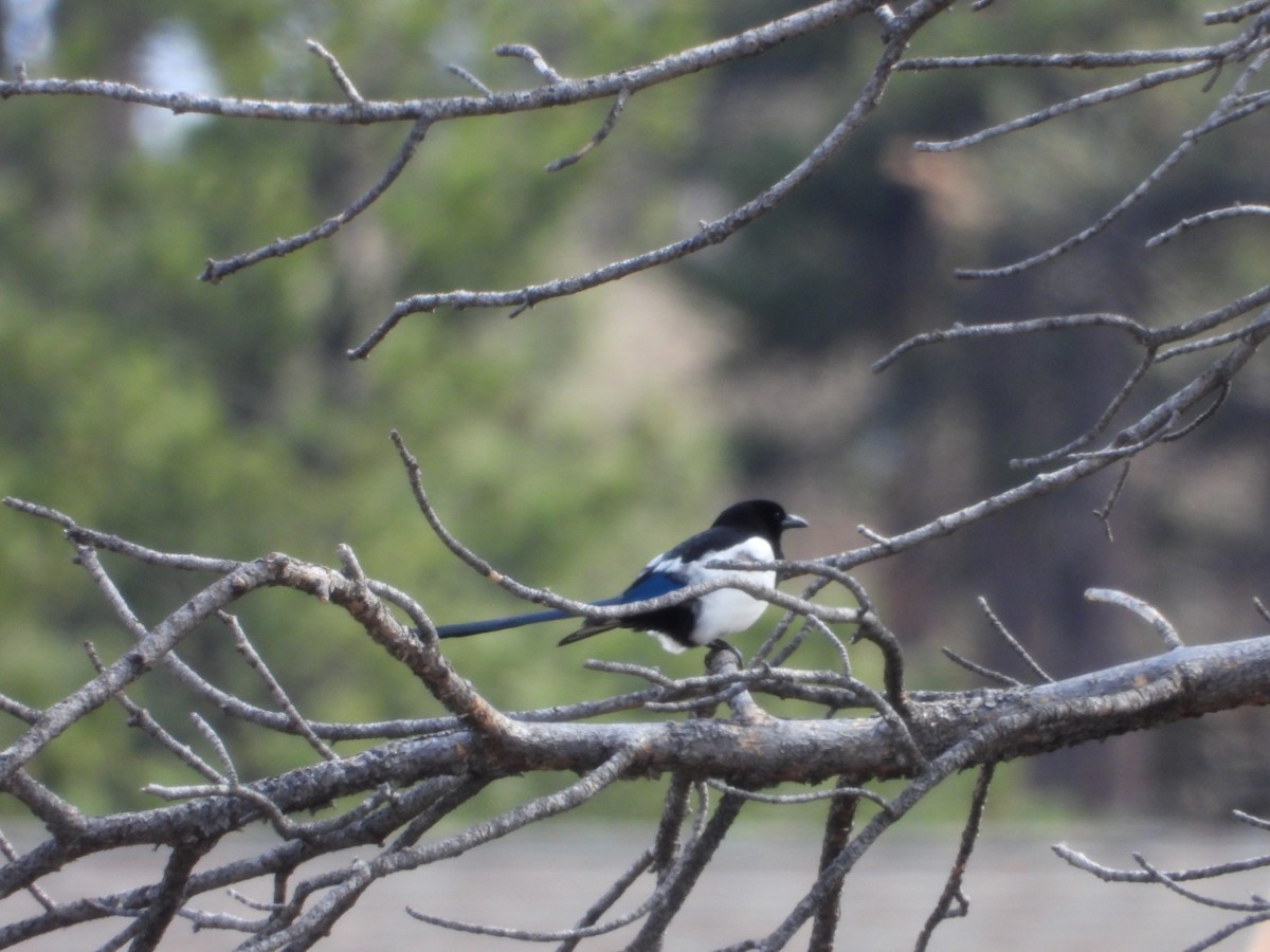 Black-billed Magpie - ML618218050