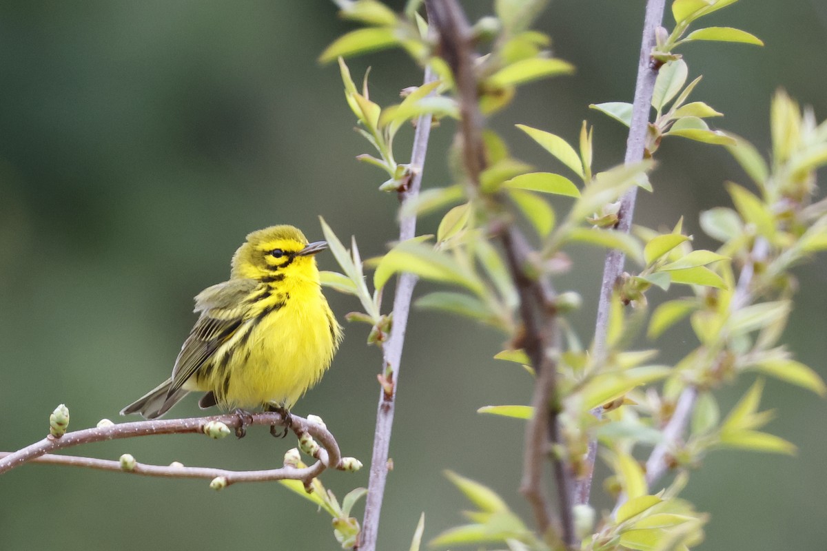 Prairie Warbler - Larry Therrien