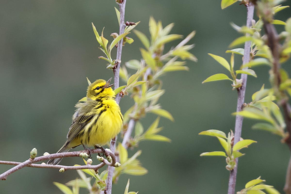 Prairie Warbler - Larry Therrien