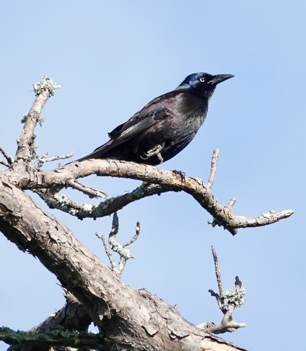 Zanate Común - ML618218073