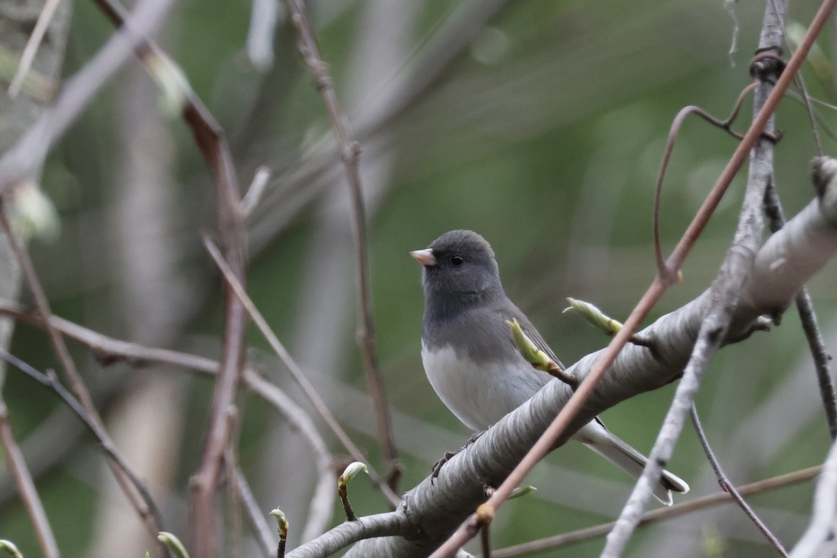 Dark-eyed Junco (Slate-colored) - Larry Therrien