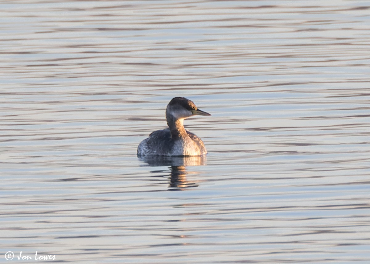 Red-necked Grebe - Jon Lowes