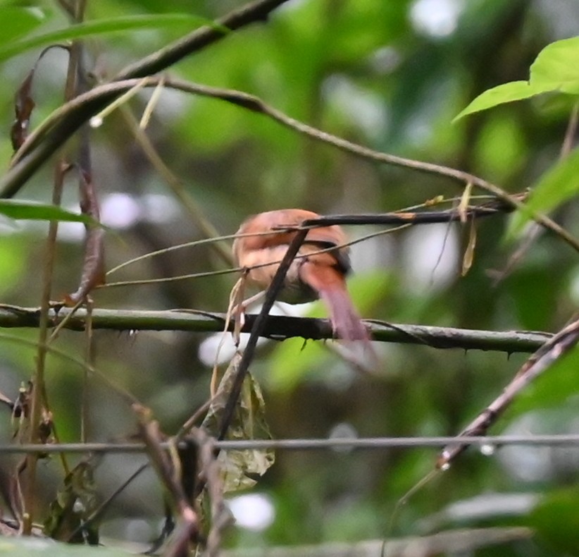 Ochre-cheeked Spinetail - Geoff Carpentier