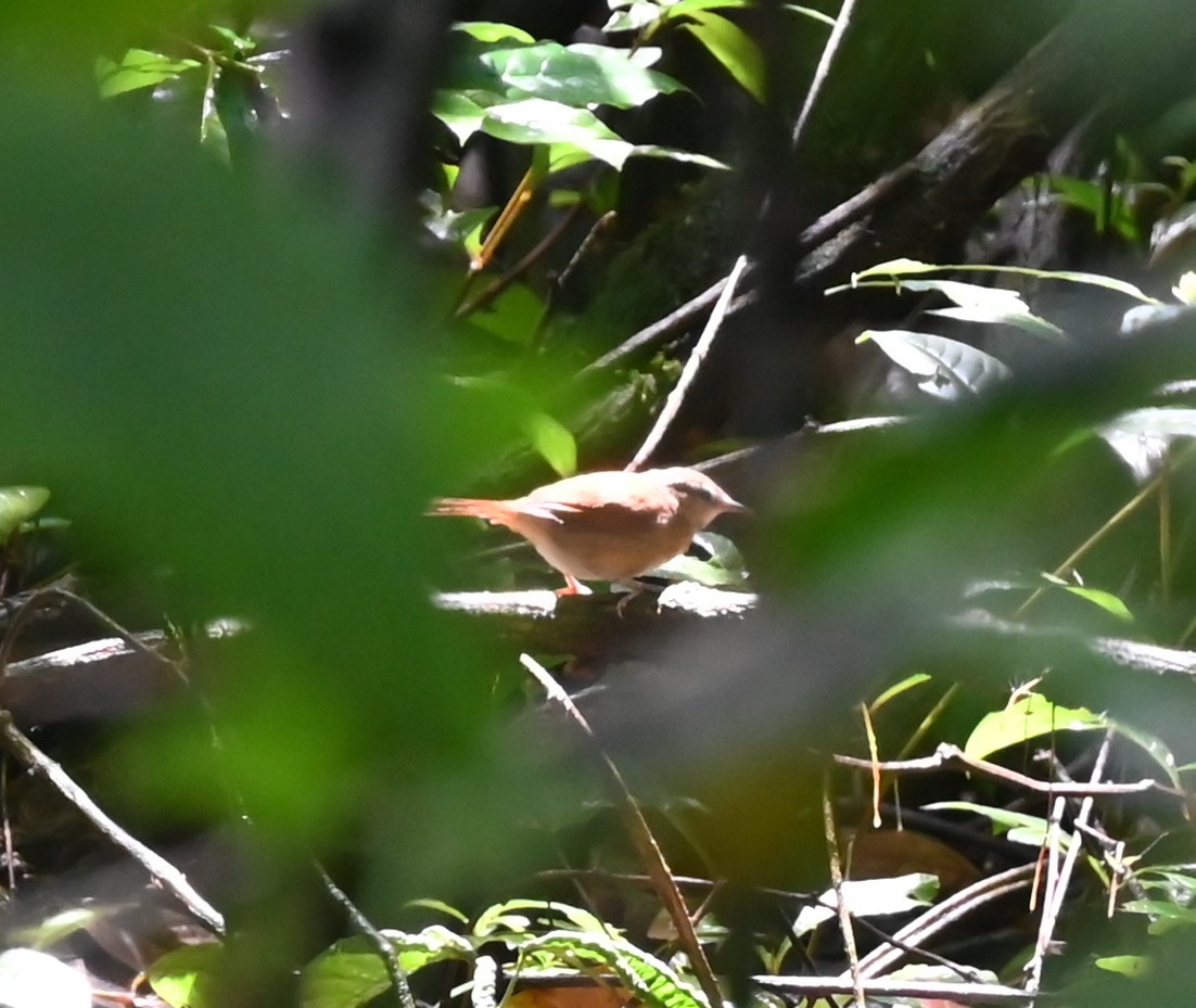 Ochre-cheeked Spinetail - ML618218097