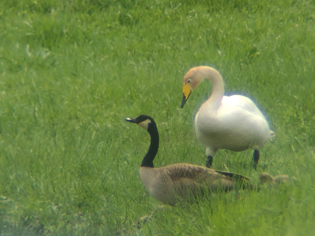 Whooper Swan - ML618218103