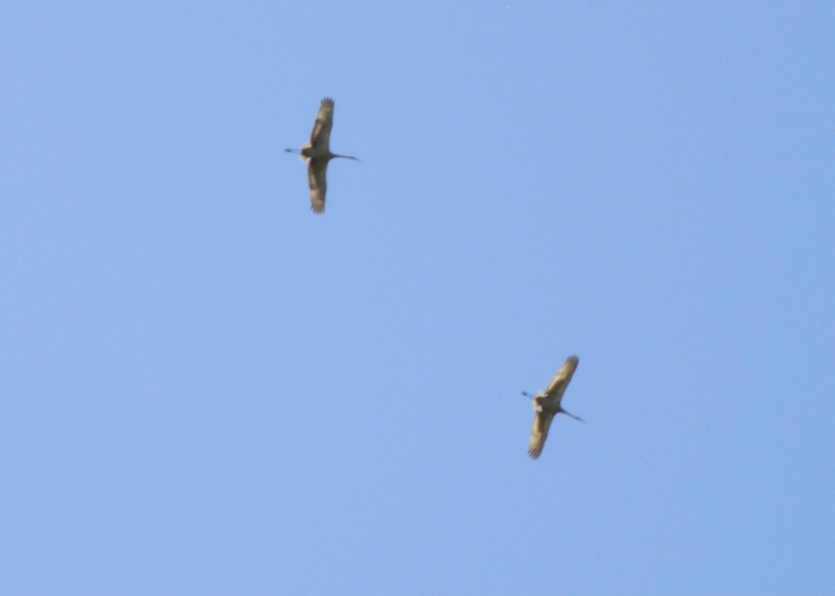 Sandhill Crane - ML618218106