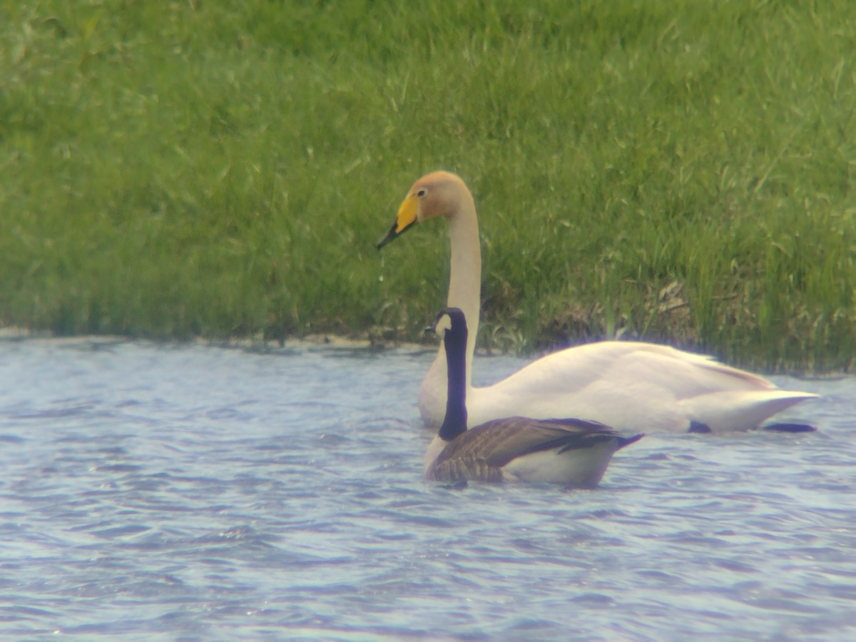 Whooper Swan - ML618218107