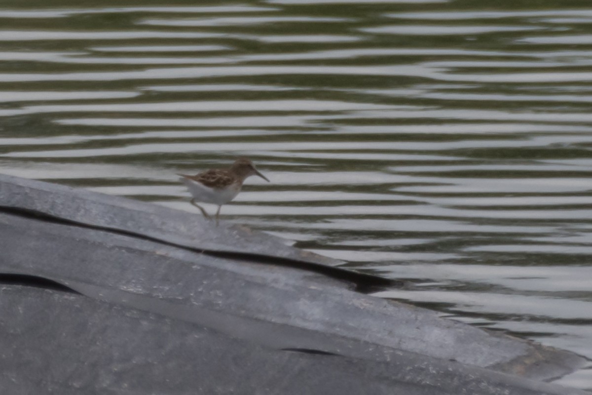 Least Sandpiper - Gabrielle Harrison