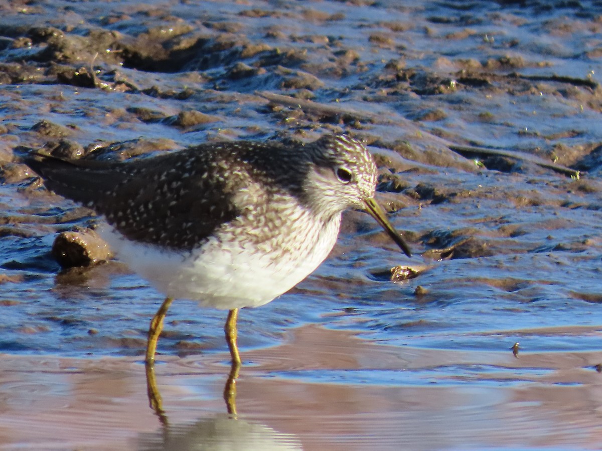 Solitary Sandpiper - fran rulon-miller