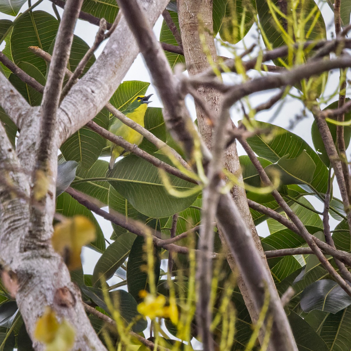 Yellow-browed Shrike-Vireo - ML618218121