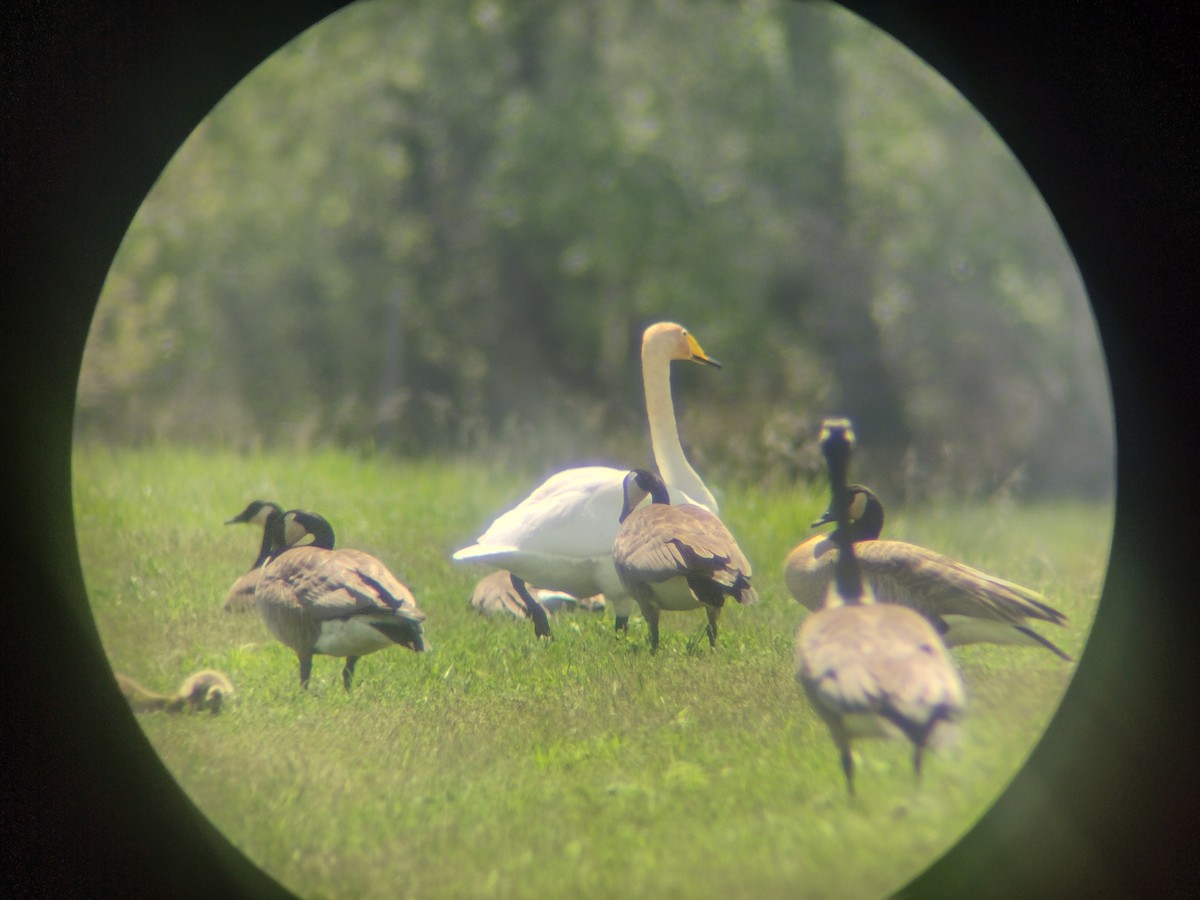 Whooper Swan - ML618218128