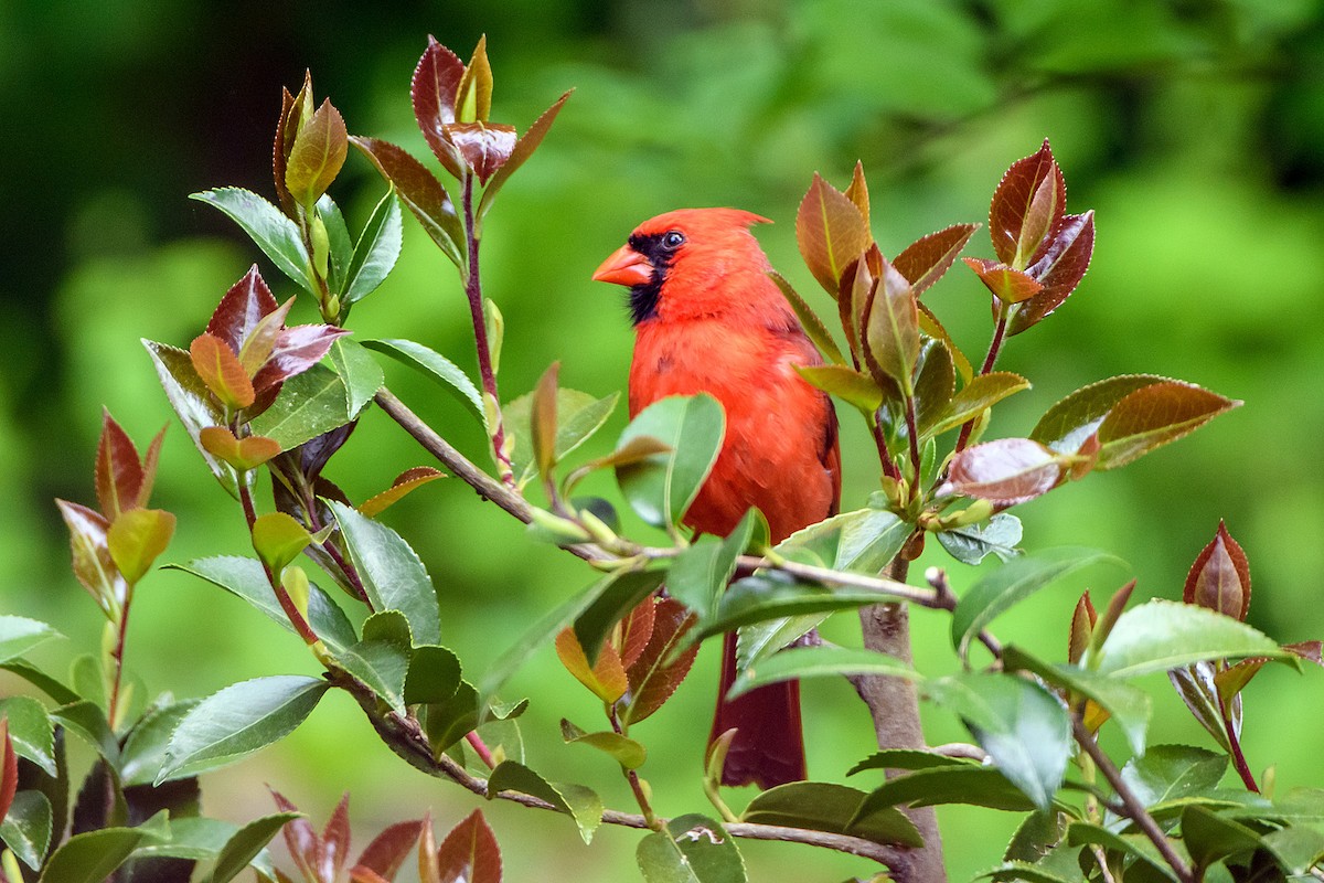 Northern Cardinal - Naseem Reza