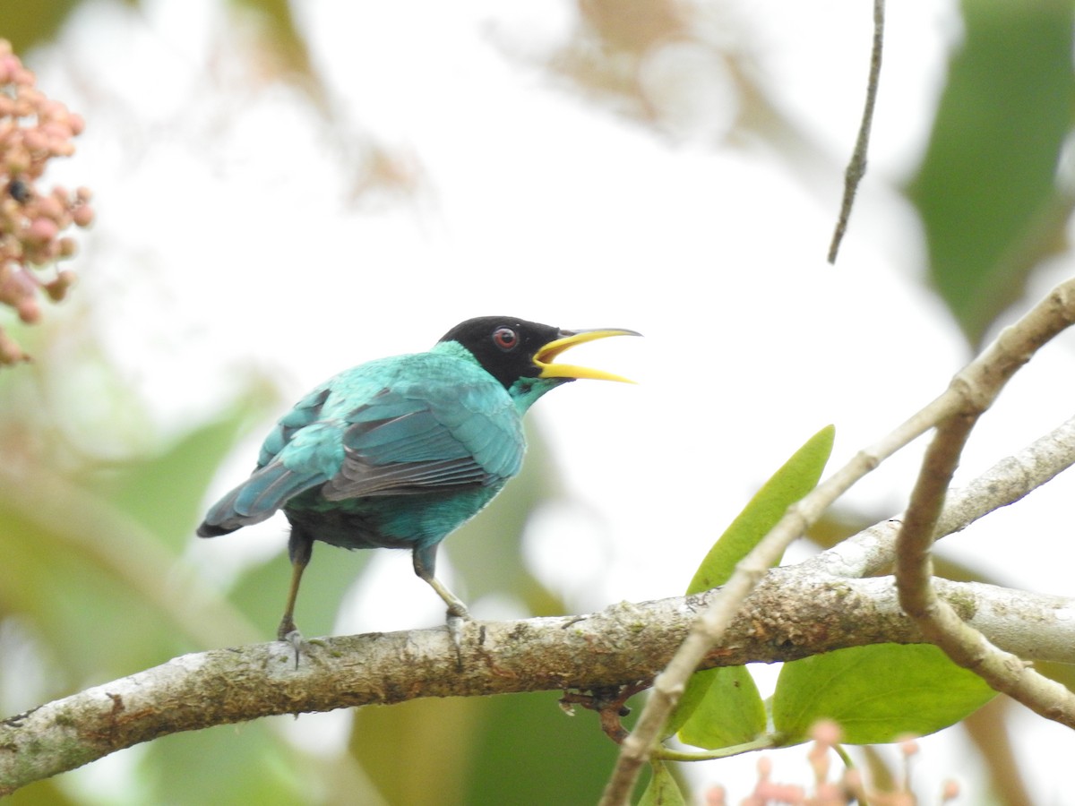 Green Honeycreeper - Otto Alvarado