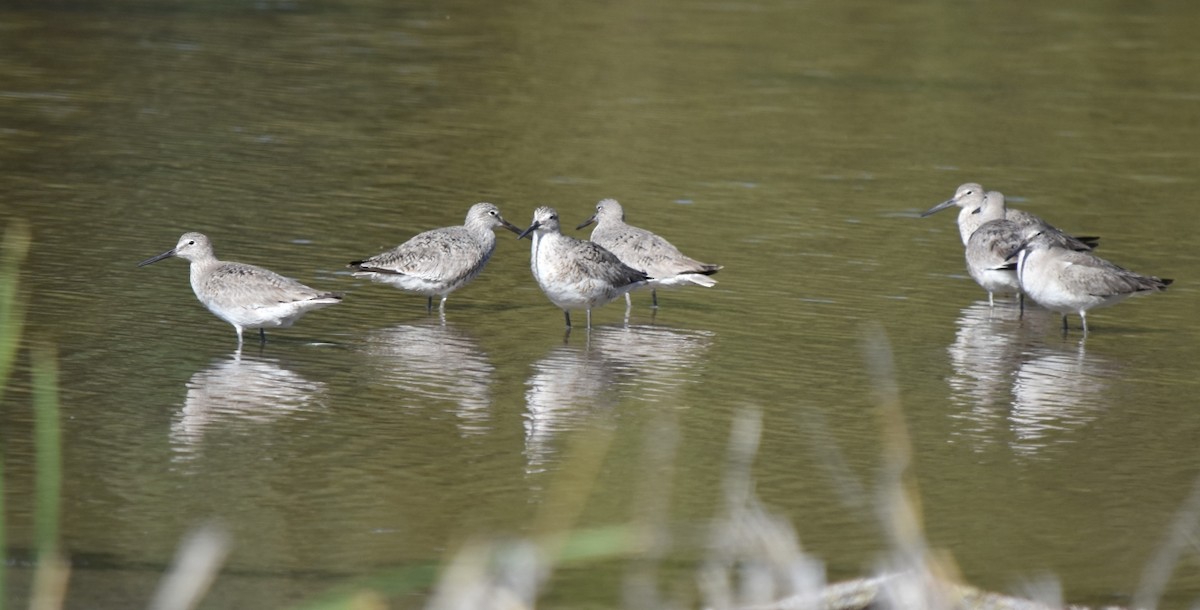 Willet - Steve Nord