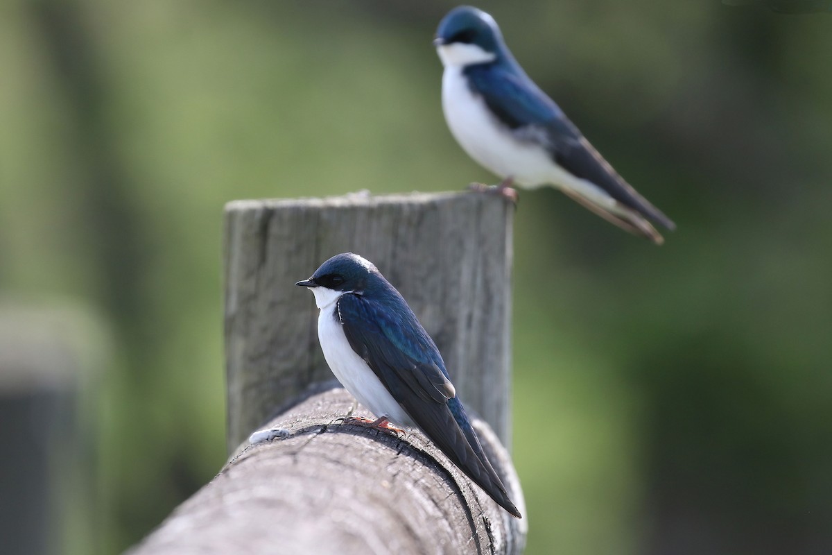 Tree Swallow - Kyle Gage