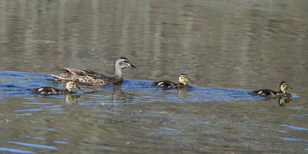 Mallard - Steve Nord