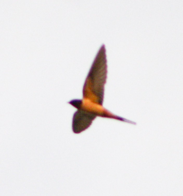 Barn Swallow - Serguei Alexander López Perez