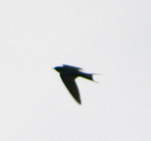 Barn Swallow - Serguei Alexander López Perez