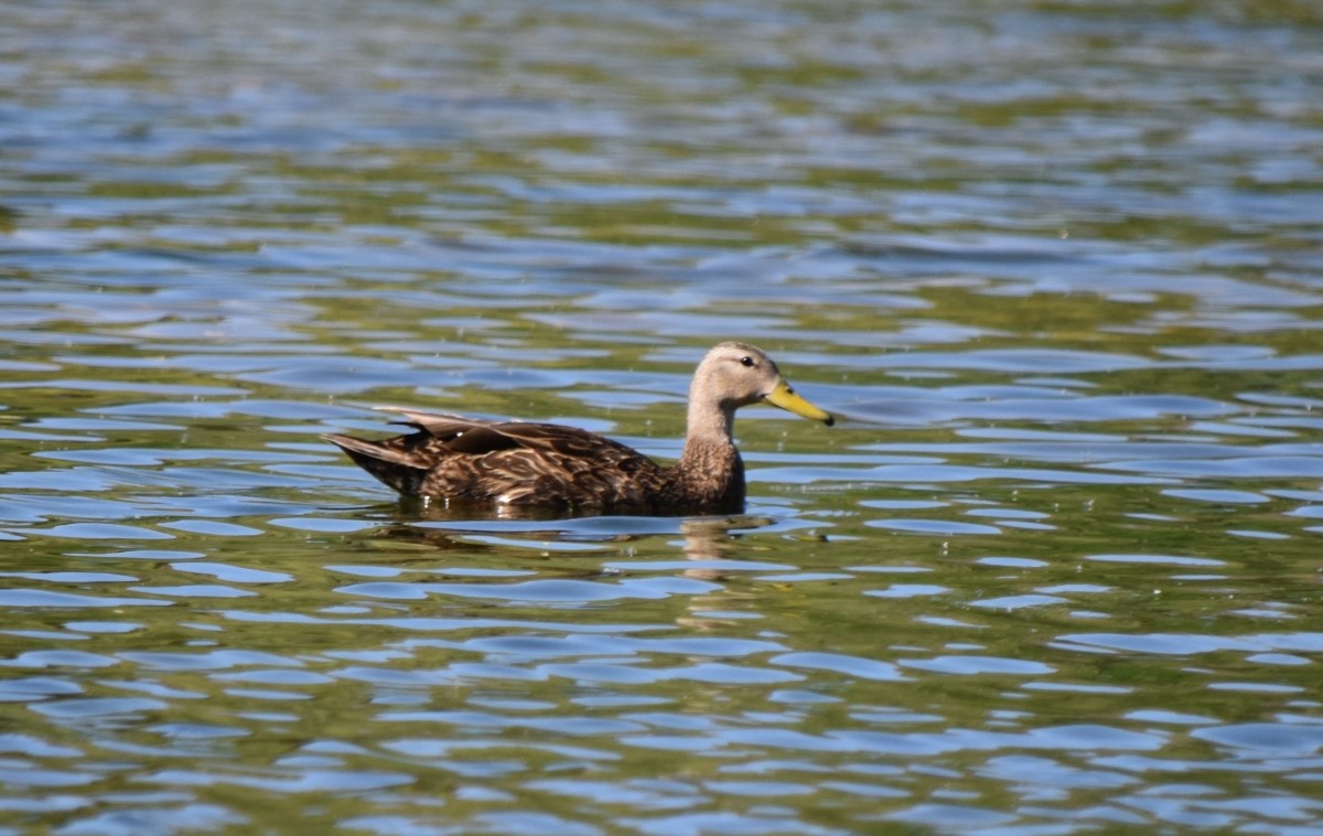 Mexican Duck - Steve Nord