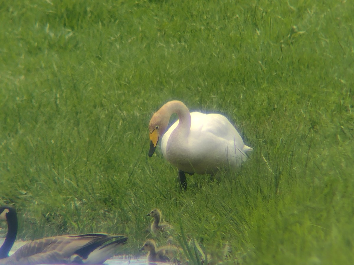 Whooper Swan - ML618218205