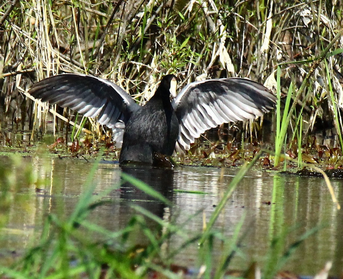 American Coot - Ed Merz