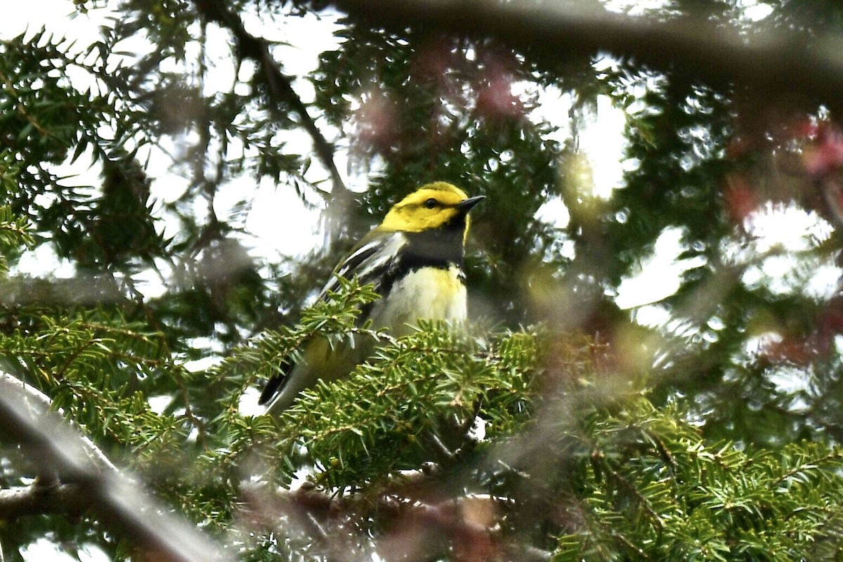 Black-throated Green Warbler - Sue Palmer