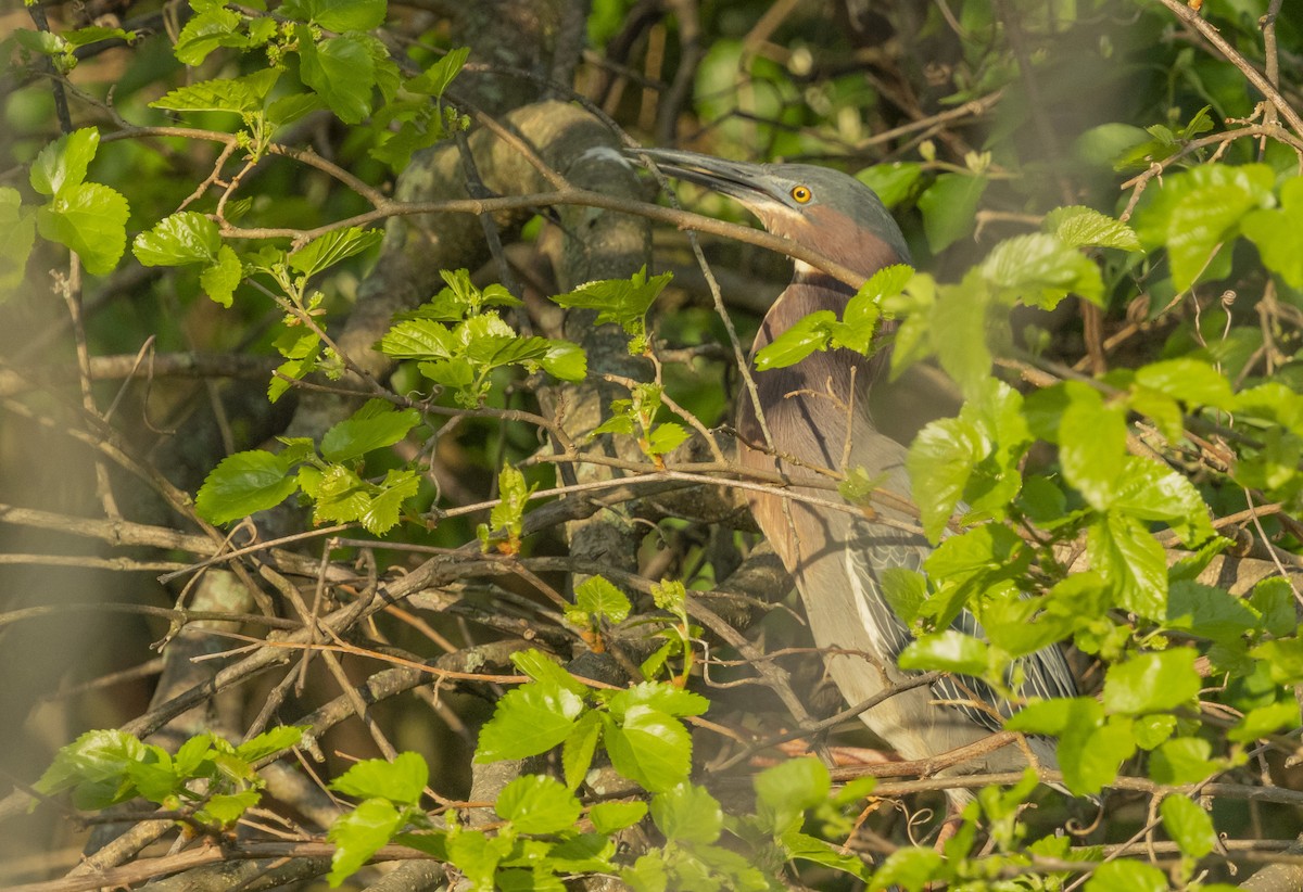 Green Heron - Liz Pettit