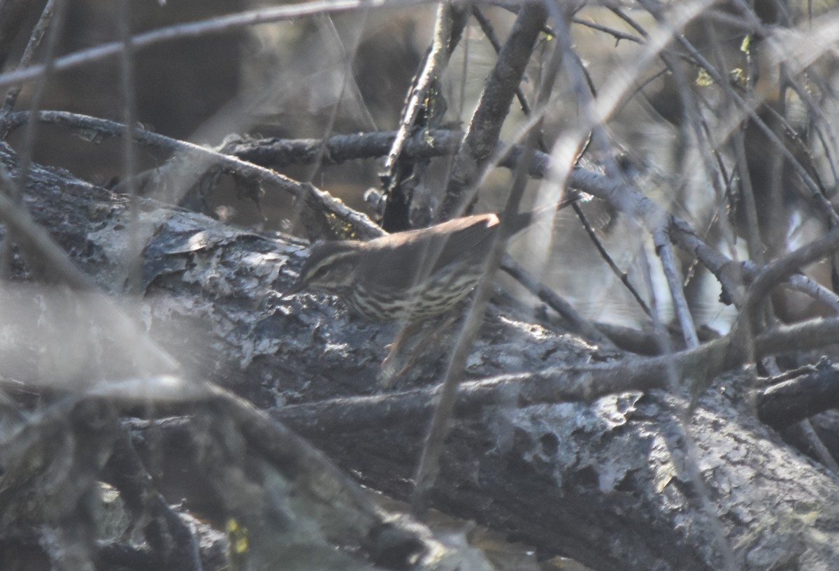 Northern Waterthrush - Steve Nord