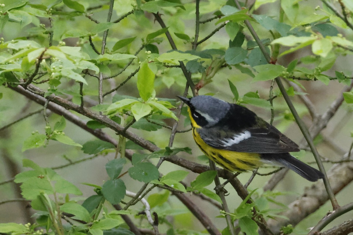 Magnolia Warbler - Larry Therrien