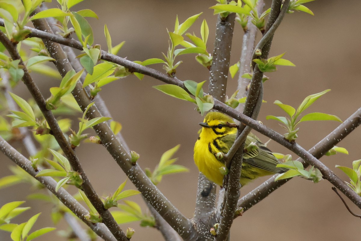 Prairie Warbler - Larry Therrien