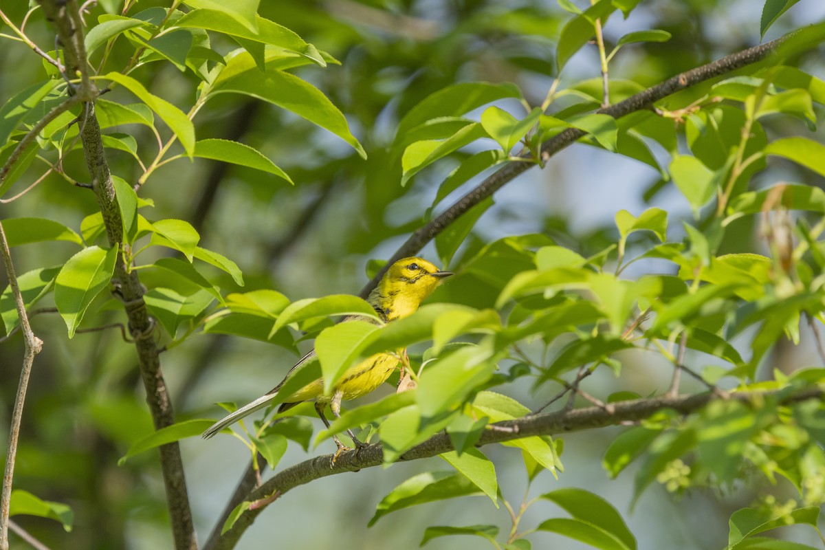 Prairie Warbler - Liz Pettit