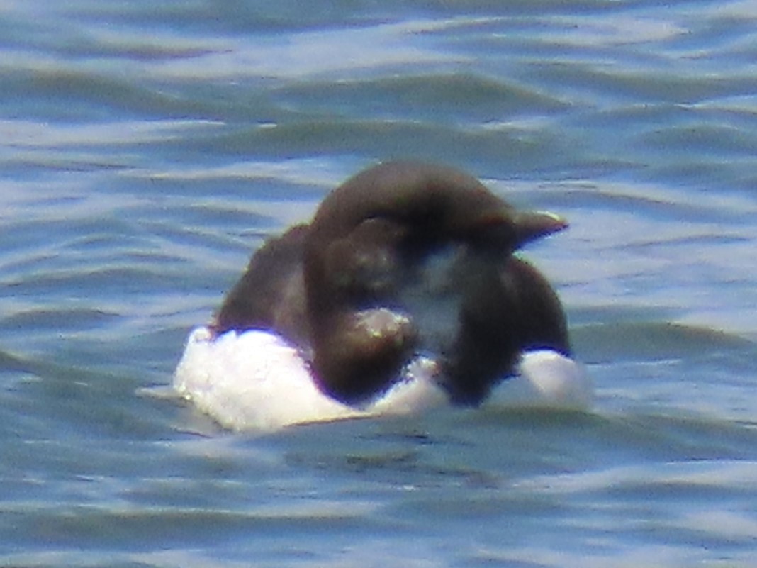 Thick-billed Murre - John Gaglione