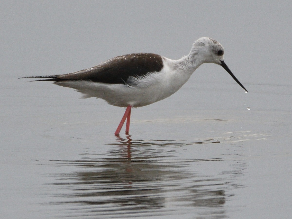 Black-winged Stilt - Manuel Espenica