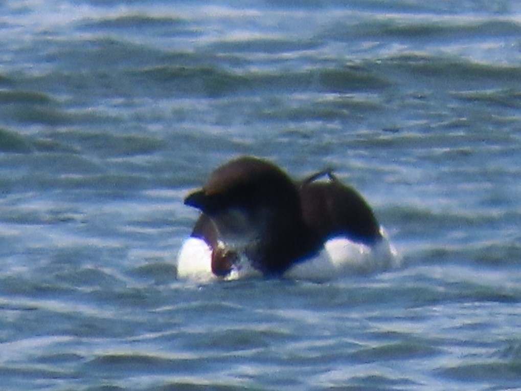 Thick-billed Murre - John Gaglione