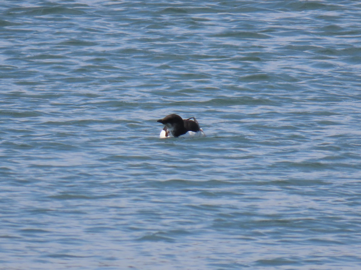 Thick-billed Murre - John Gaglione