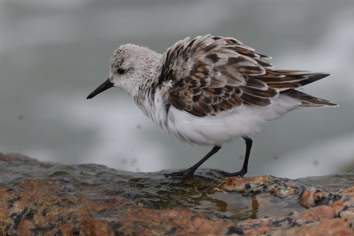 Sanderling - Tim Lenz